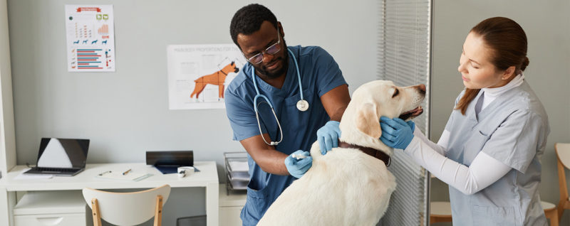 3 Ways to Manage a More Efficient Vet Clinic